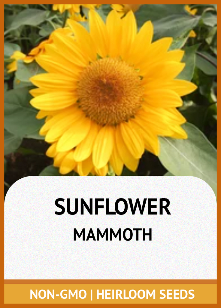 Mammoth Grey Stripe Sunflower Seeds, Helianthus