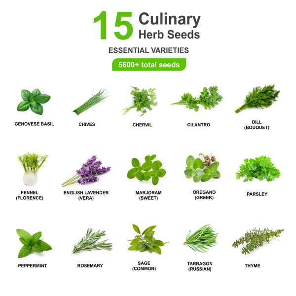 15 Essential Culinary Herb Seeds Basil Chives Chervil Cilantro