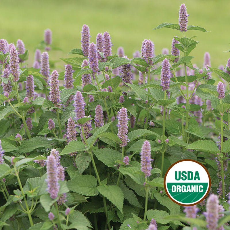 ANISE HYSSOP GROWING GUIDE