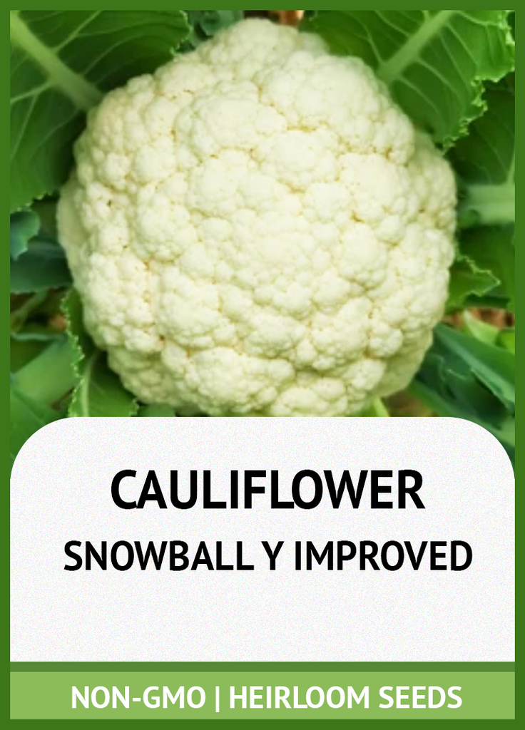 SNOWBALL Y IMPROVED CAULIFLOWER GROWING GUIDE