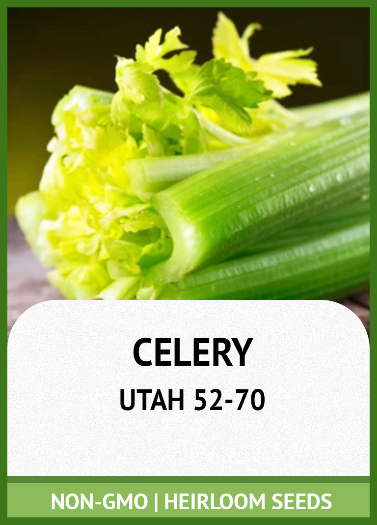 TALL UTAH 52-70 CELERY GROWING GUIDE