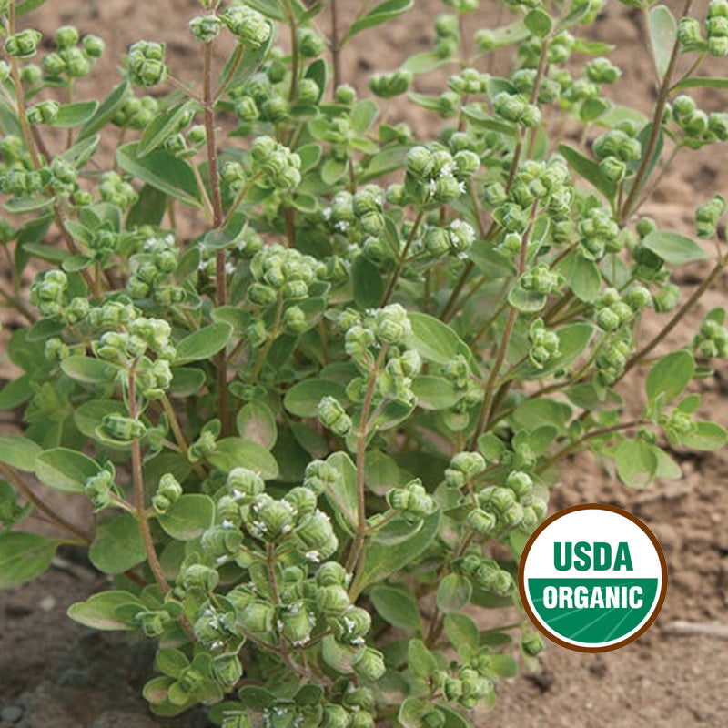 SWEET MARJORAM GROWING GUIDE