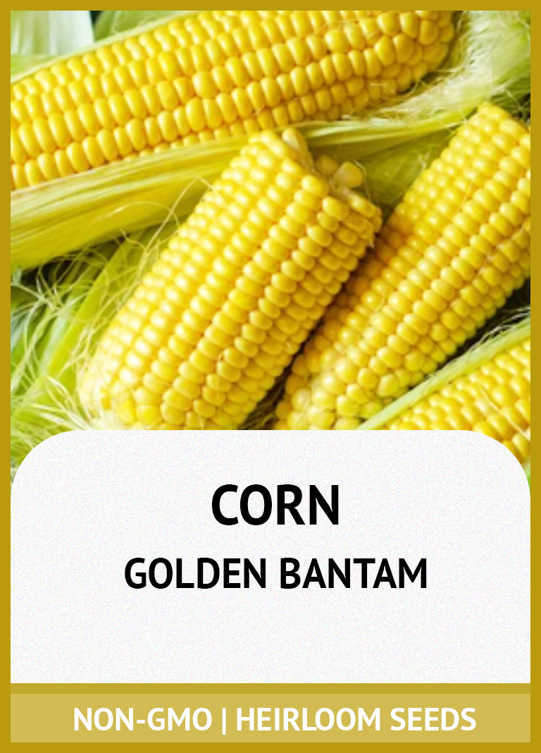 GOLDEN BANTAM CORN GROWING GUIDE