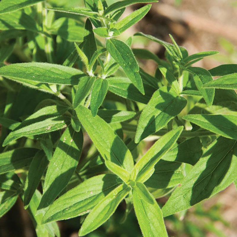 MOUNTAIN MINT GROWING GUIDE