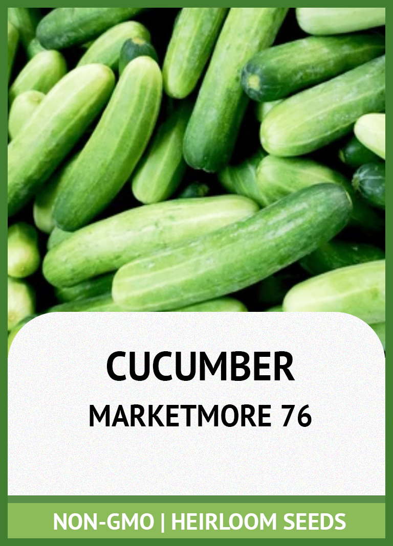 MARKETMORE 76 CUCUMBER GROWING GUIDE