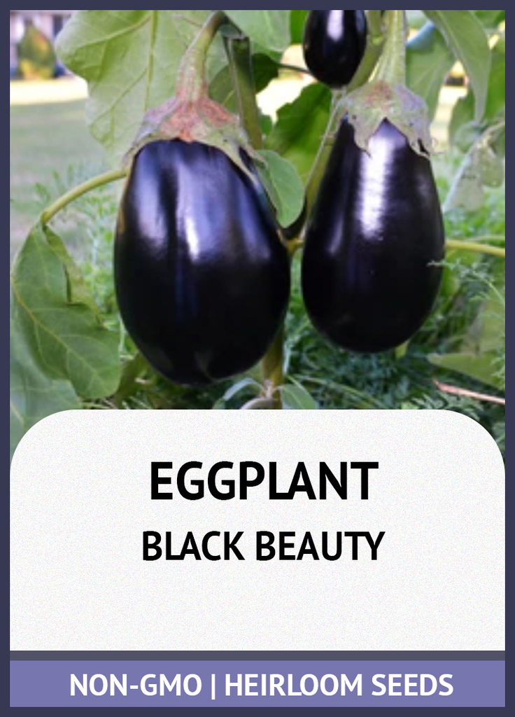 BLACK BEAUTY EGGPLANT GROWING GUIDE