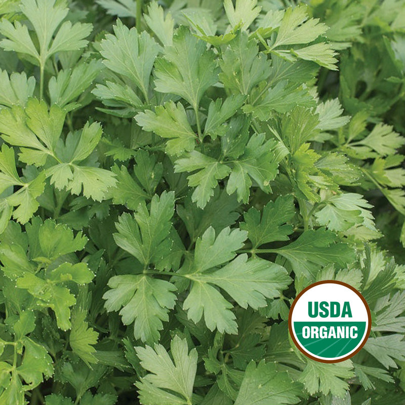 GIANT OF ITALY PARSLEY GROWING GUIDE