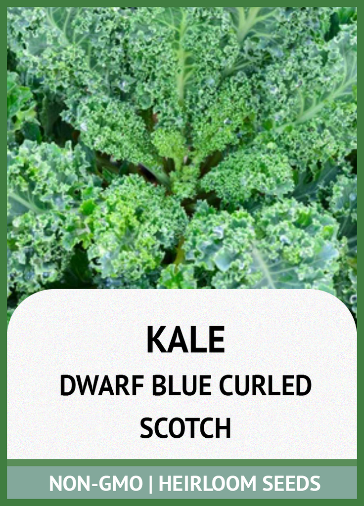 DWARF BLUE CURLED SCOTCH KALE GROWING GUIDE