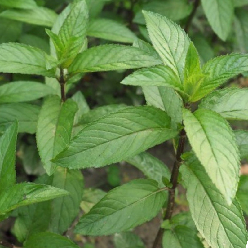 PEPPERMINT GROWING GUIDE