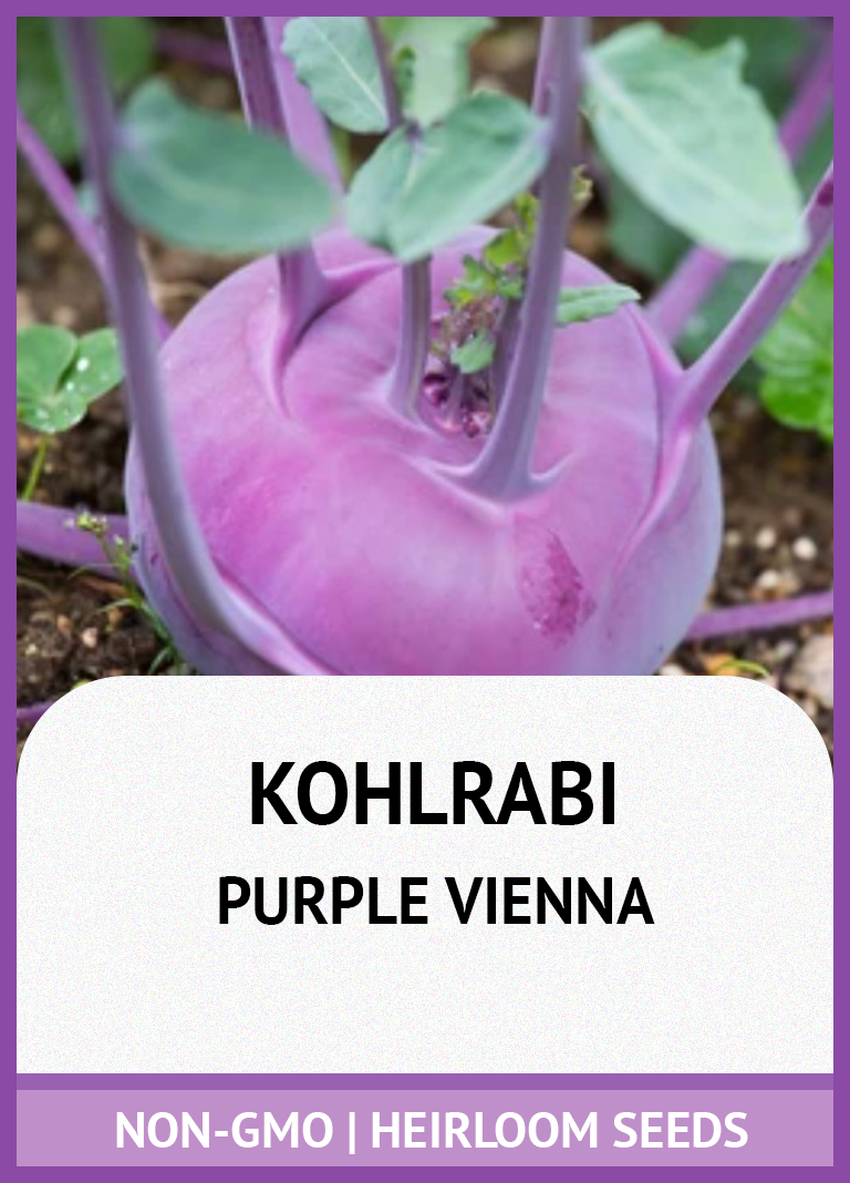 PURPLE VIENNA KOHLRABI GROWING GUIDE