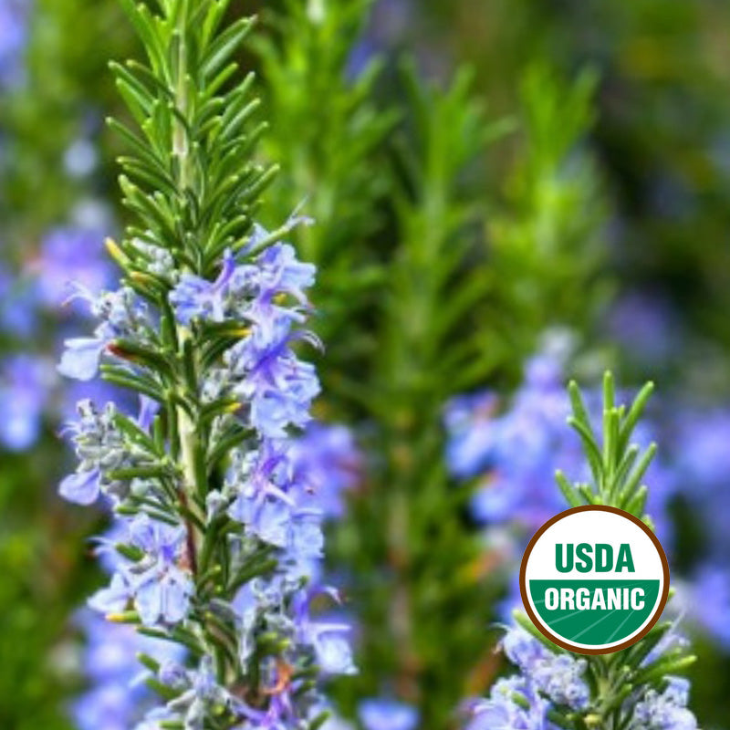 ROSEMARY GROWING GUIDE