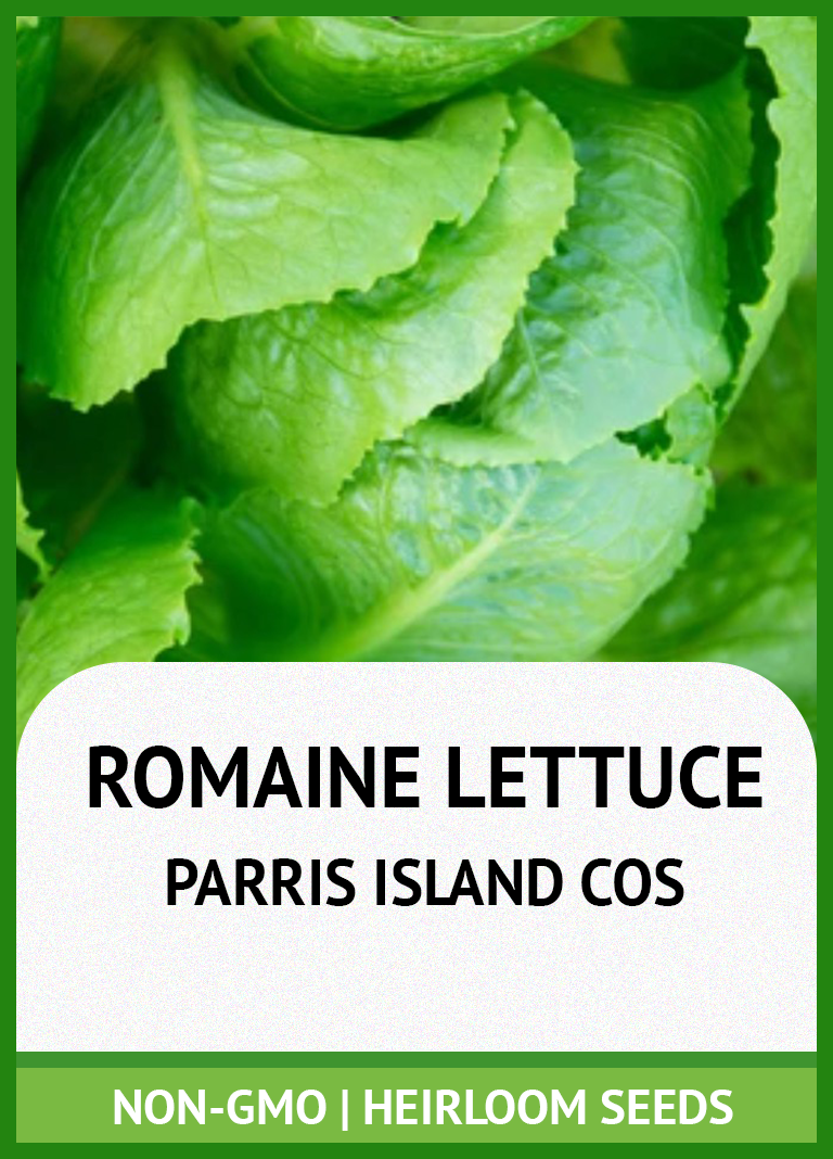 PARRIS ISLAND COS ROMAINE LETTUCE  GROWING GUIDE