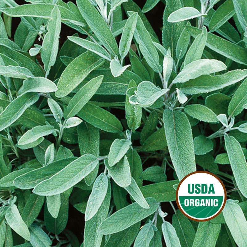 COMMON SAGE GROWING GUIDE