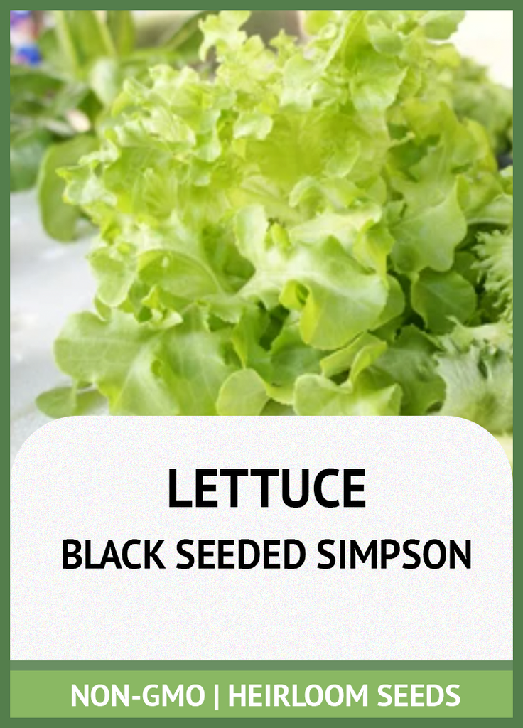 BLACK SEEDED SIMPSON LEAF LETTUCE GROWING GUIDE