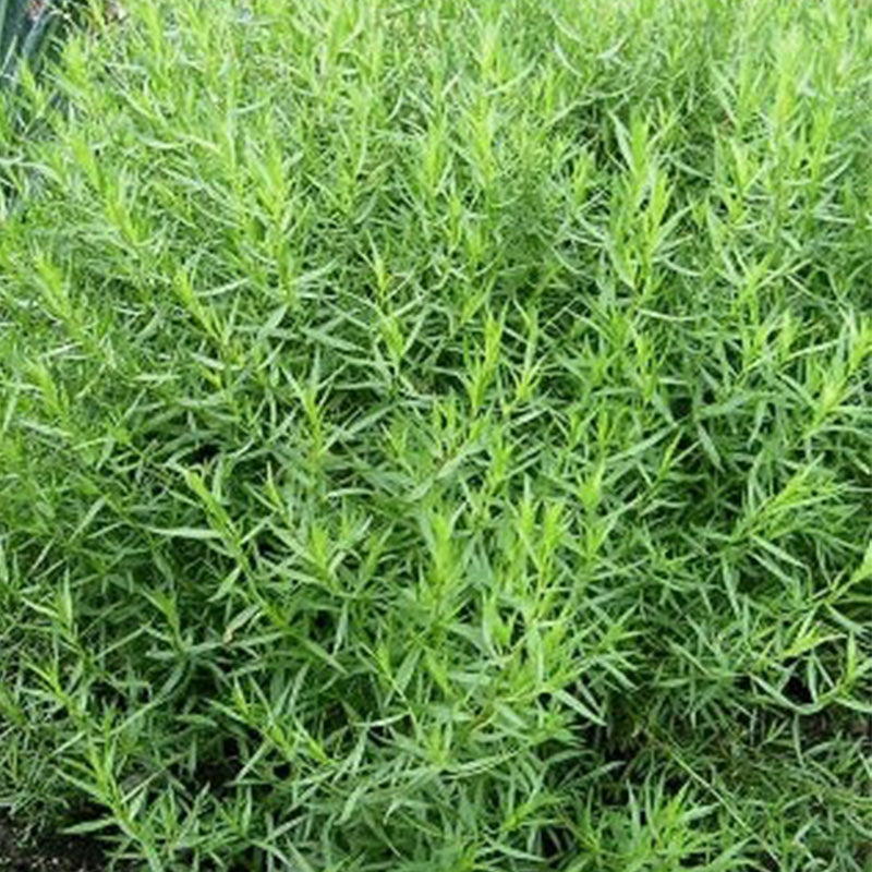 RUSSIAN TARRAGON GROWING GUIDE