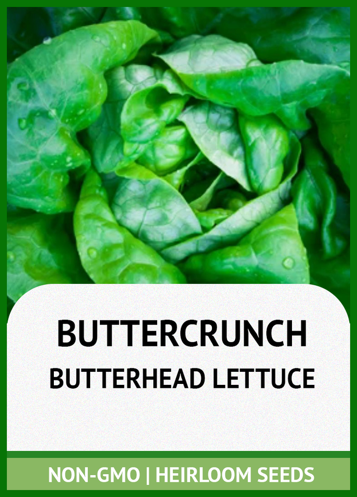 BUTTERCRUNCH BUTTERHEAD LETTUCE GROWING GUIDE