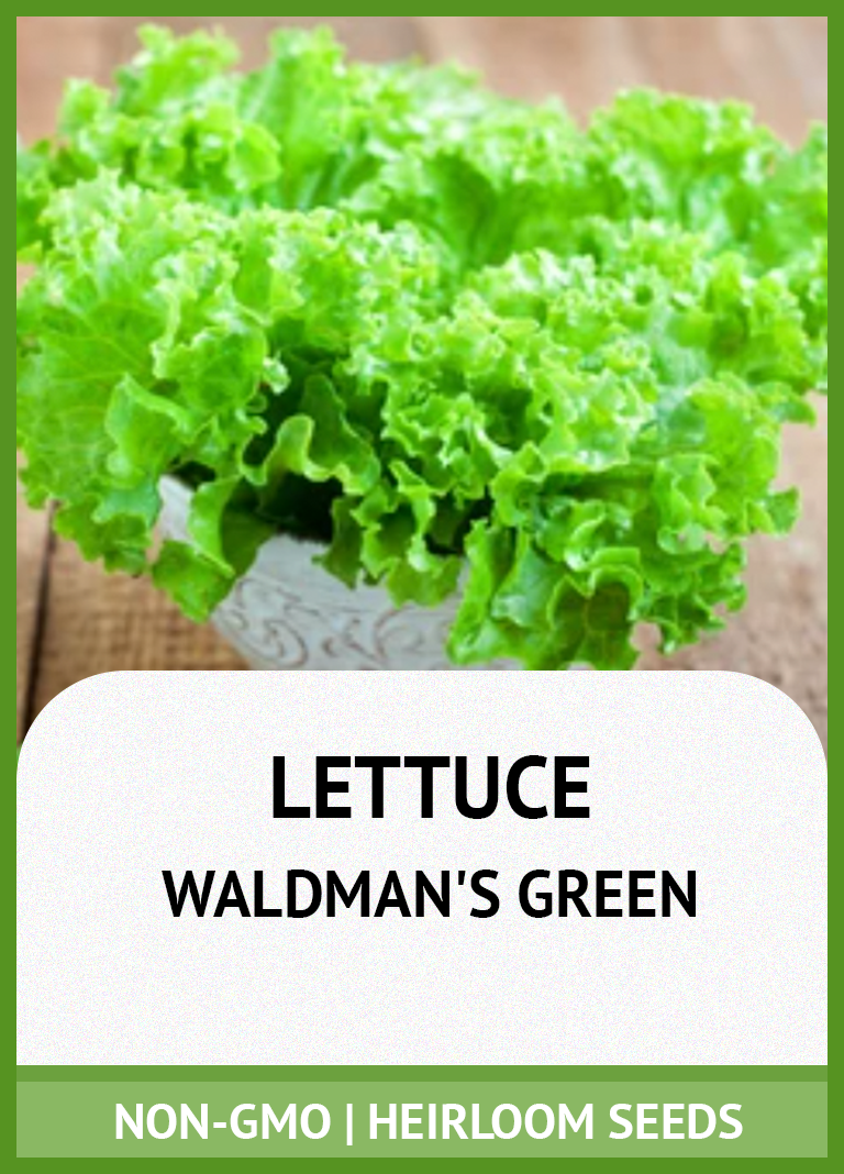 WALDMAN'S GREEN LEAF LETTUCE GROWING GUIDE