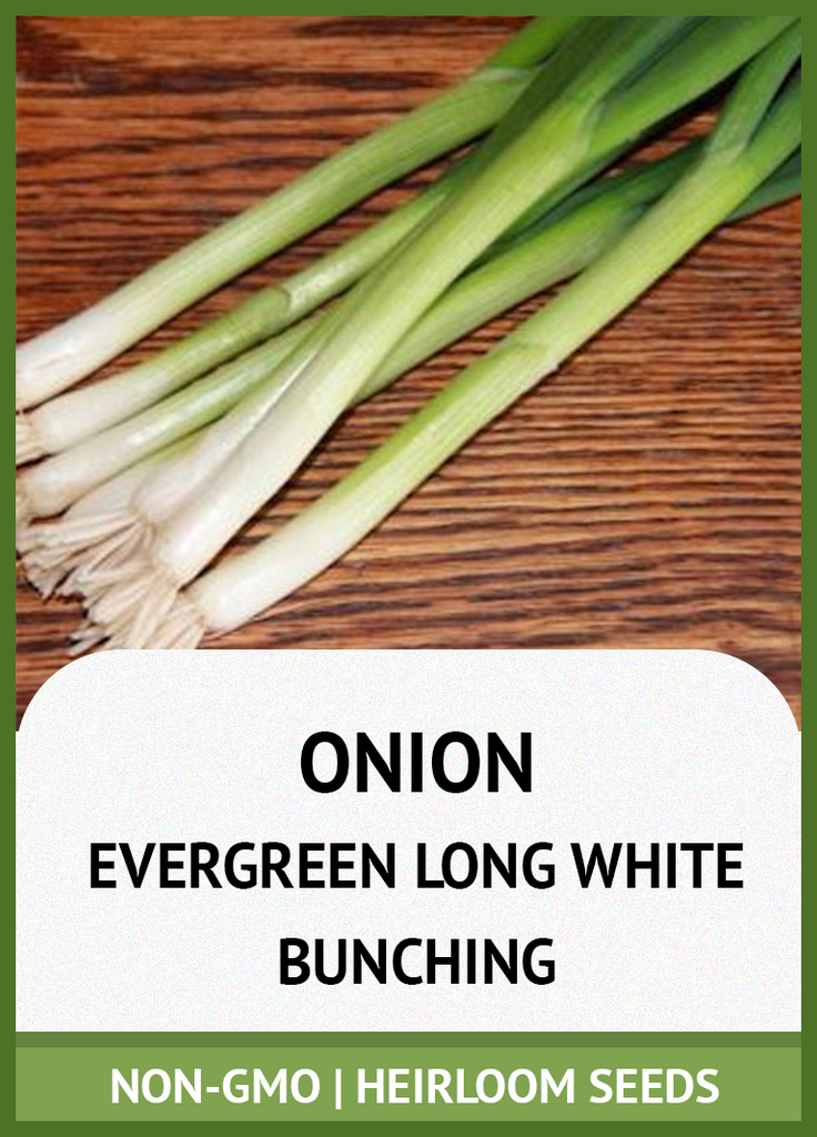 EVERGREEN LONG WHITE BUNCHING ONION GROWING GUIDE