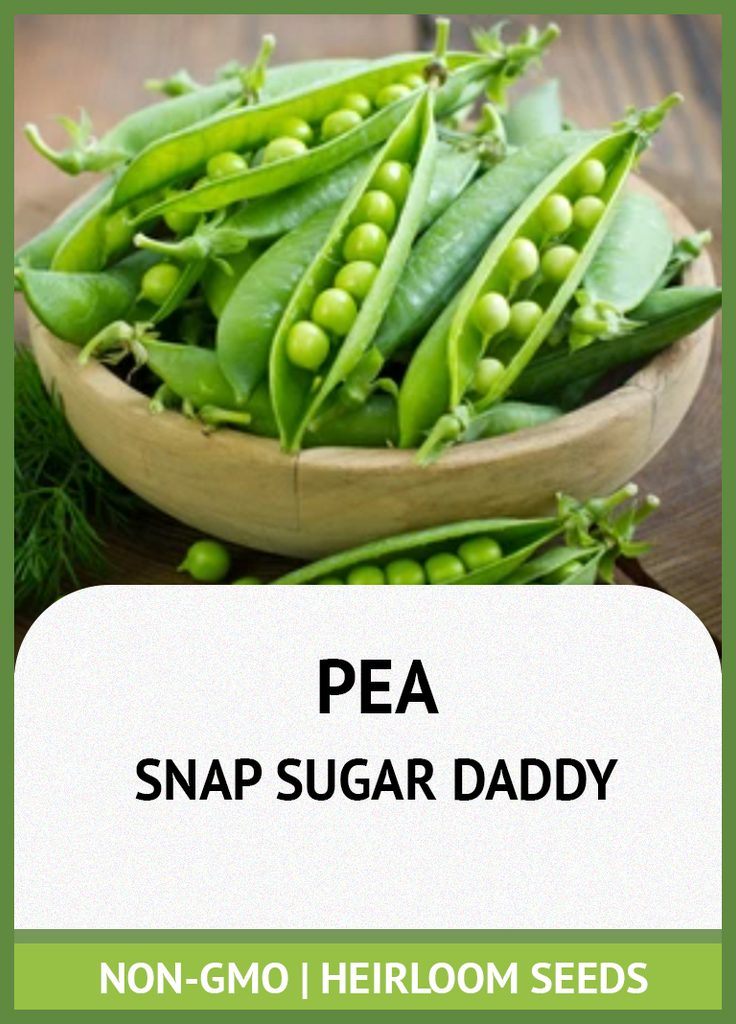 SNAP SUGAR DADDY PEA GROWING GUIDE