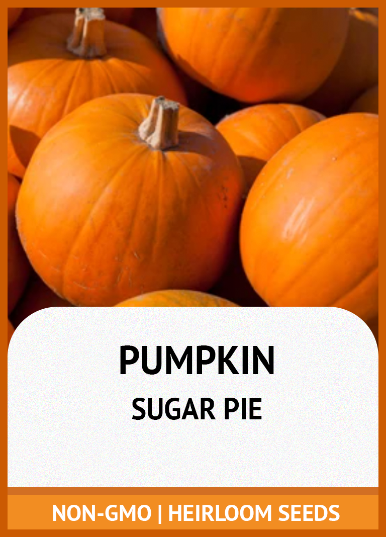 SMALL SUGAR PUMPKIN GROWING GUIDE