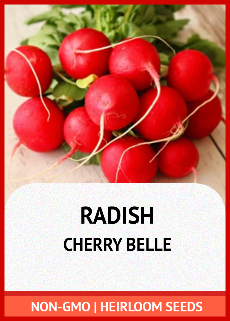 CHERRY BELLE RADISH GROWING GUIDE