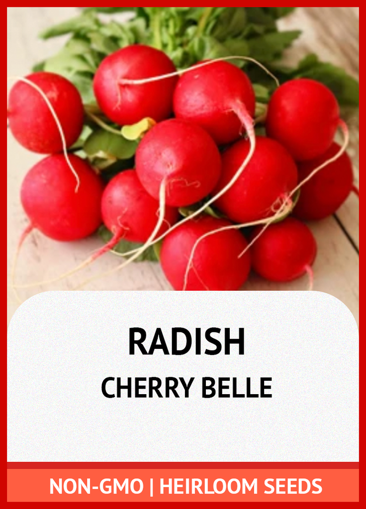 CHERRY BELLE RADISH GROWING GUIDE