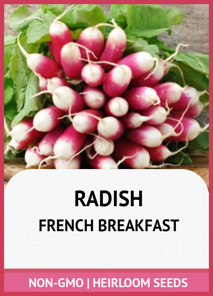 FRENCH BREAKFAST RADISH GROWING GUIDE