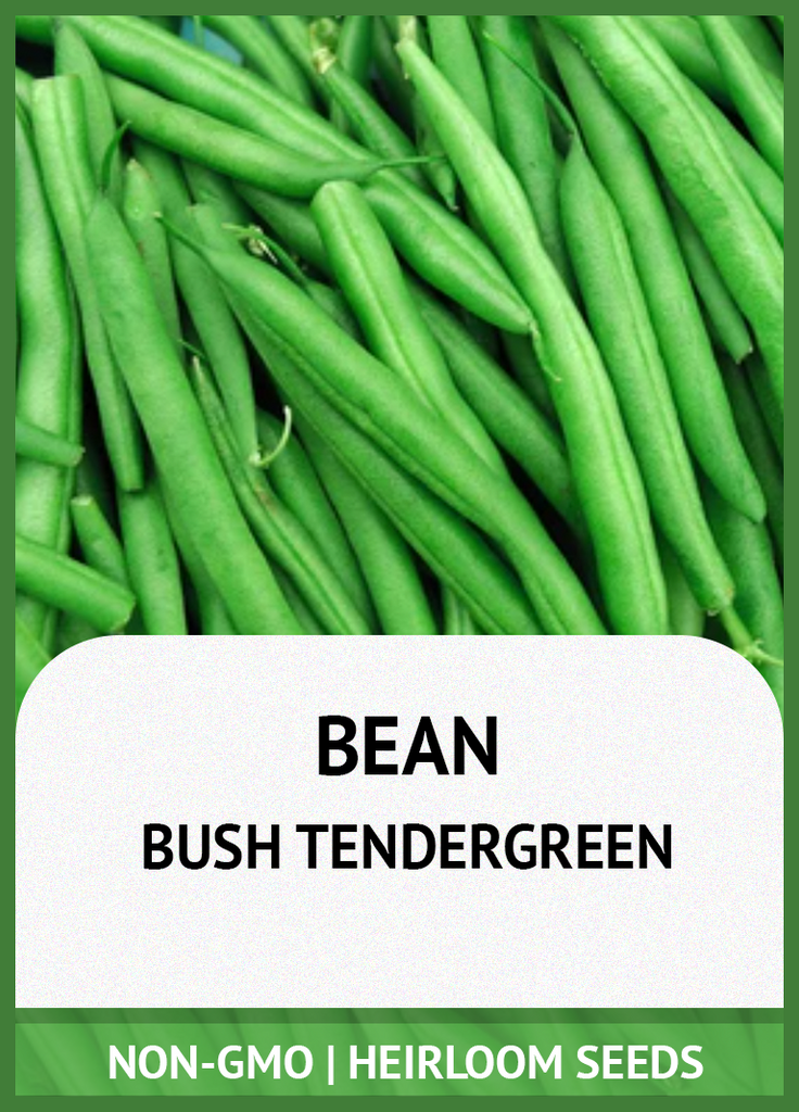 TENDERGREEN IMPROVED GREEN BUSH BEAN GROWING GUIDE