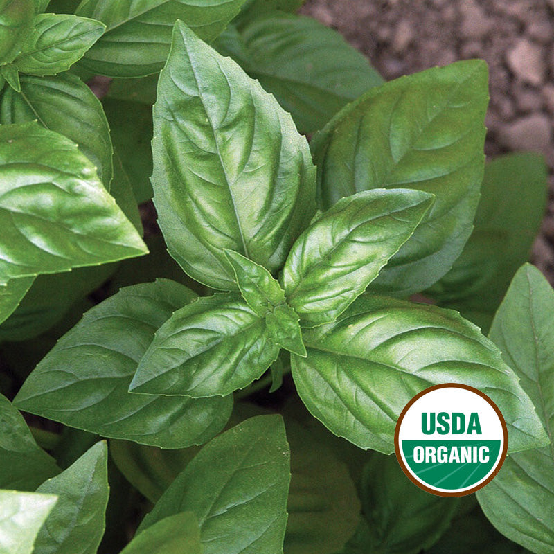 GENOVESE BASIL GROWING GUIDE