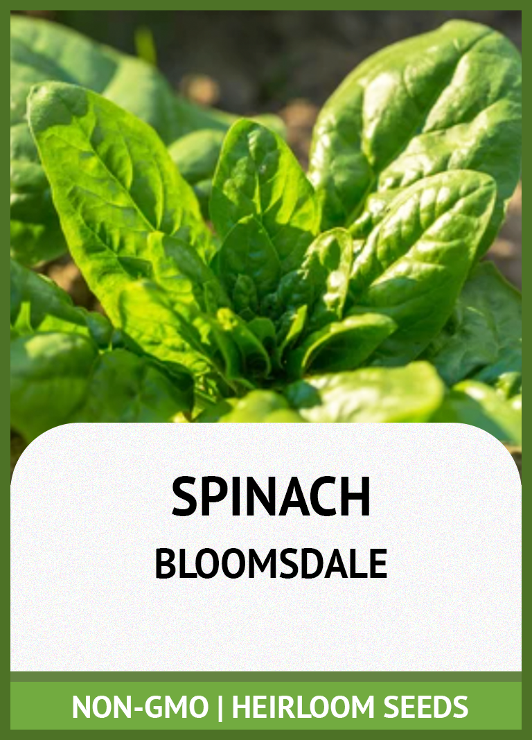 BLOOMSDALE SPINACH GROWING GUIDE