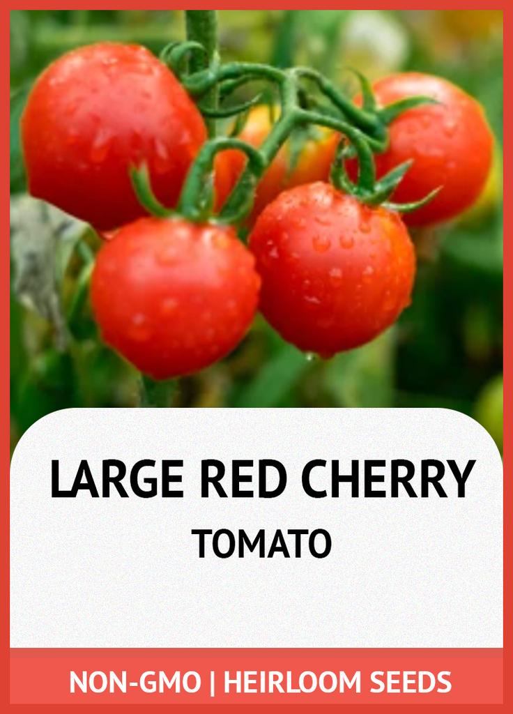 LARGE RED CHERRY HEIRLOOM TOMATO GROWING GUIDE