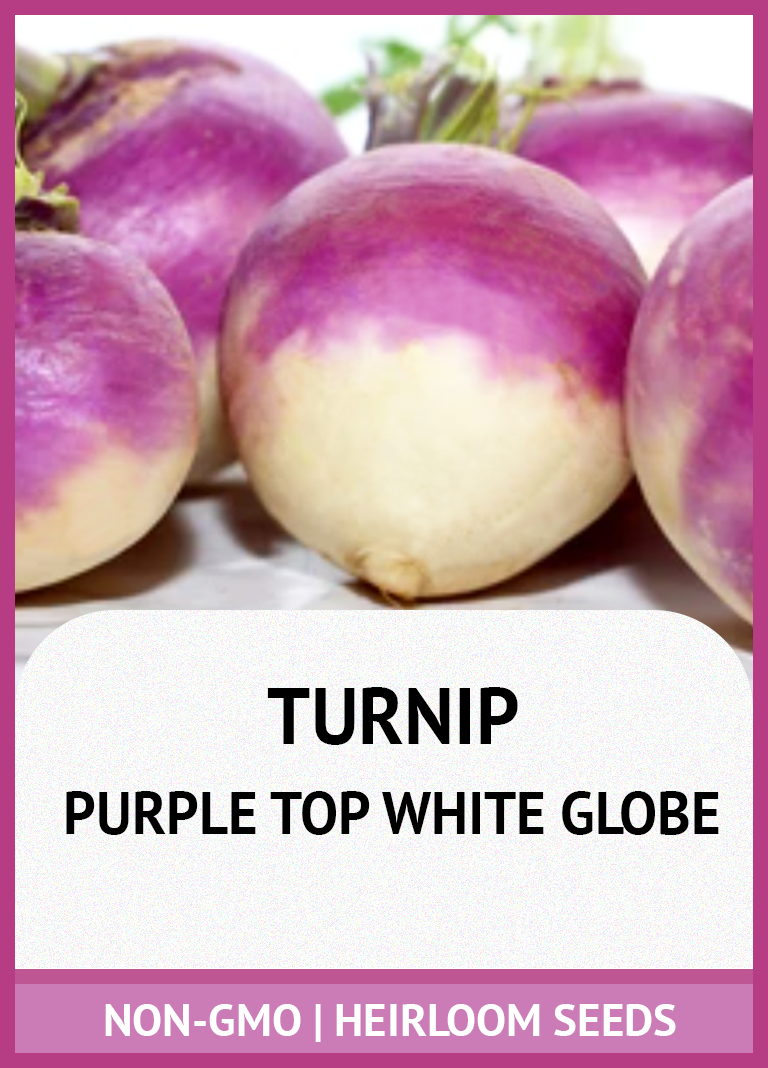 PURPLE TOP WHITE GLOBE TURNIP GROWING GUIDE