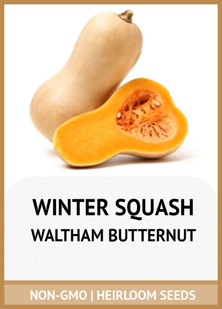 WALTHAM BUTTERNUT WINTER SQUASH GROWING GUIDE