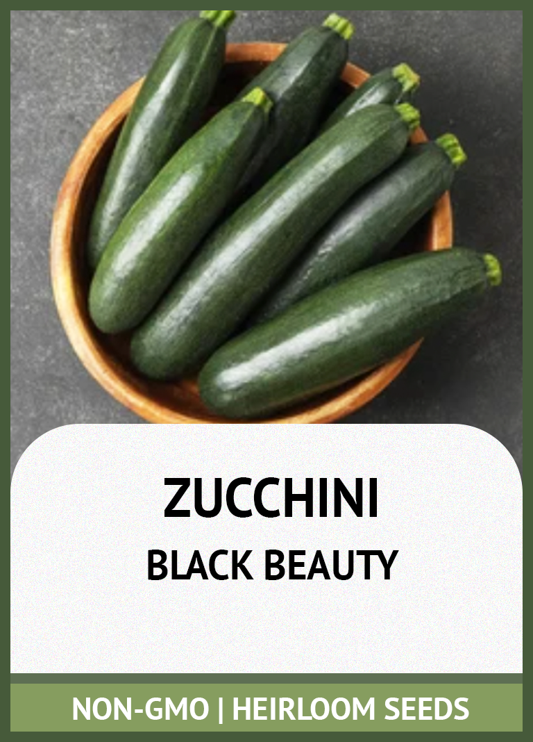 BLACK BEAUTY ZUCCHINI SUMMER SQUASH GROWING GUIDE