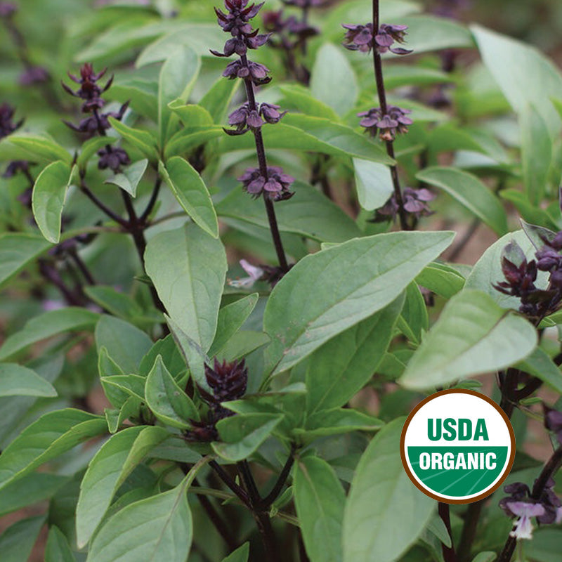 THAI BASIL GROWING GUIDE