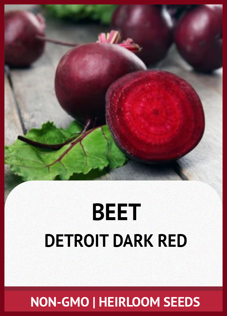 DETROIT DARK RED BEET GROWING GUIDE