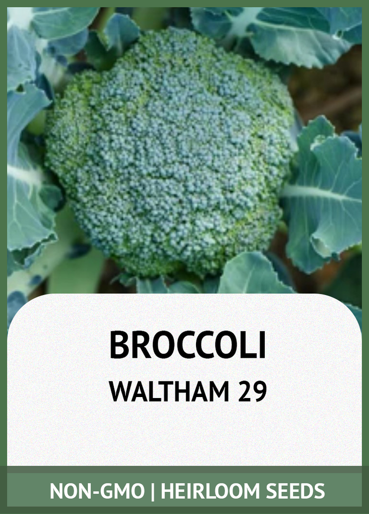 WALTHAM 29 BROCCOLI GROWING GUIDE