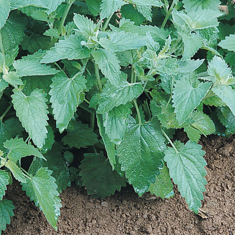 CATNIP GROWING GUIDE