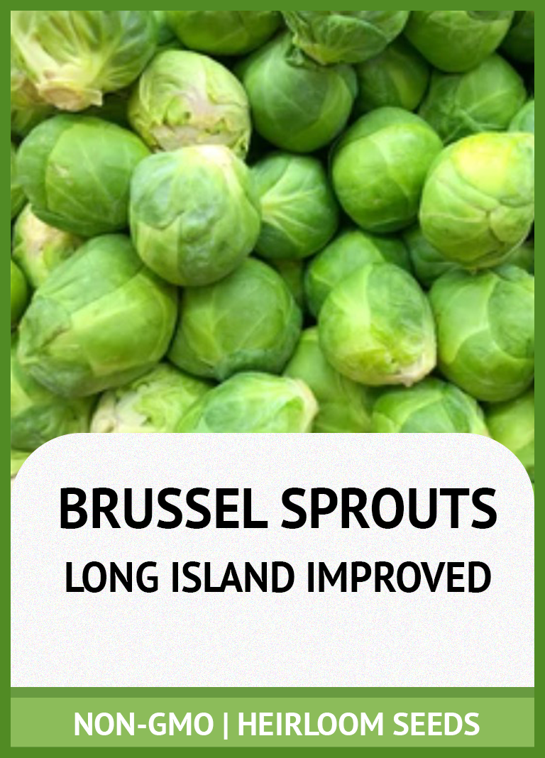 LONG ISLAND IMPROVED BRUSSEL SPROUTS GROWING GUIDE