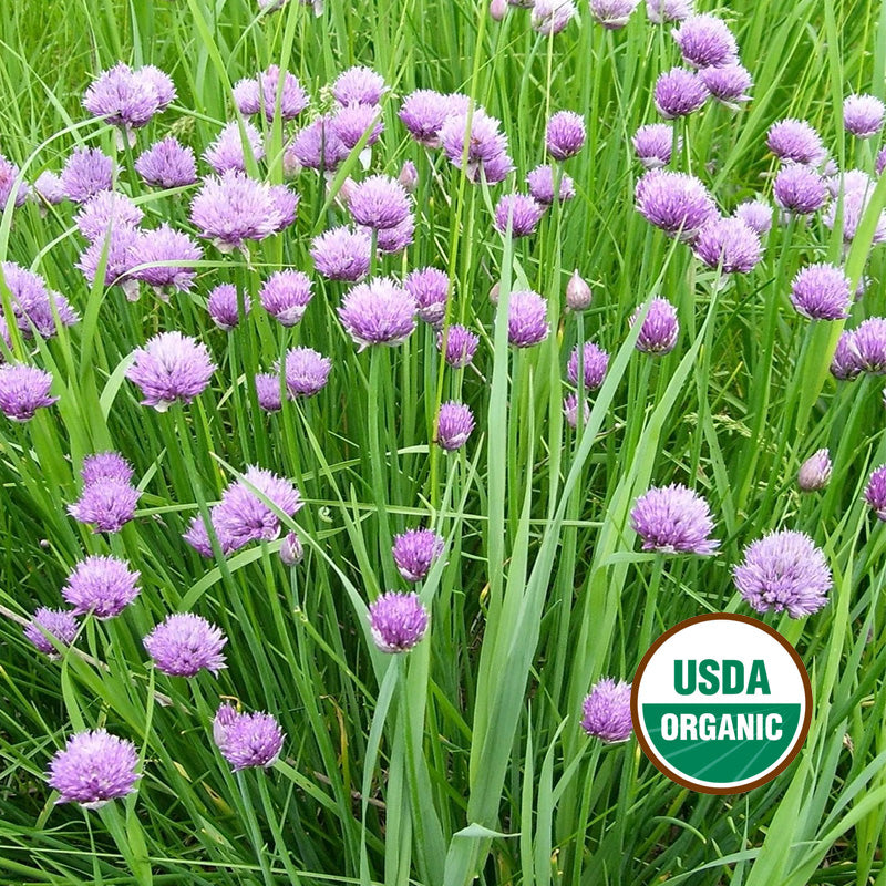 POLYVERT CHIVES GROWING GUIDE