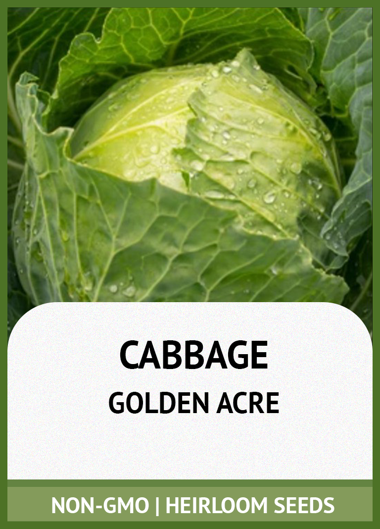 GOLDEN ACRE CABBAGE GROWING GUIDE