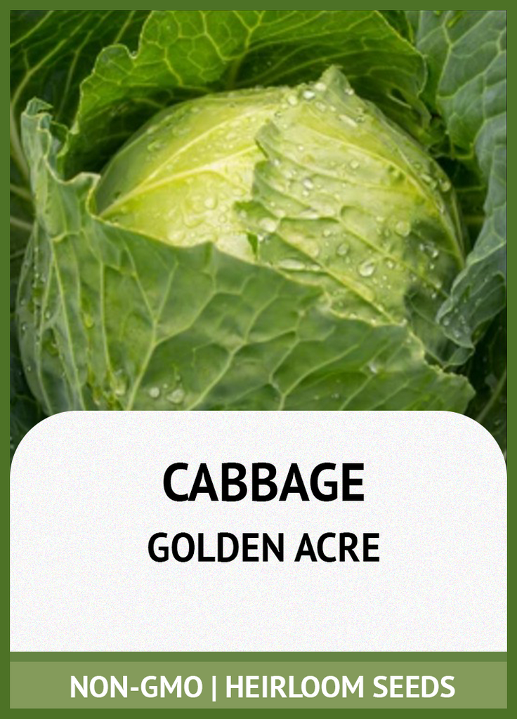 GOLDEN ACRE CABBAGE GROWING GUIDE