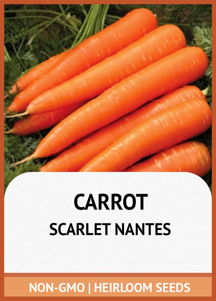 SCARLET NANTES CARROT GROWING GUIDE