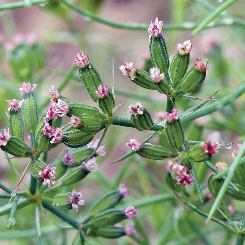 CUMIN GROWING GUIDE