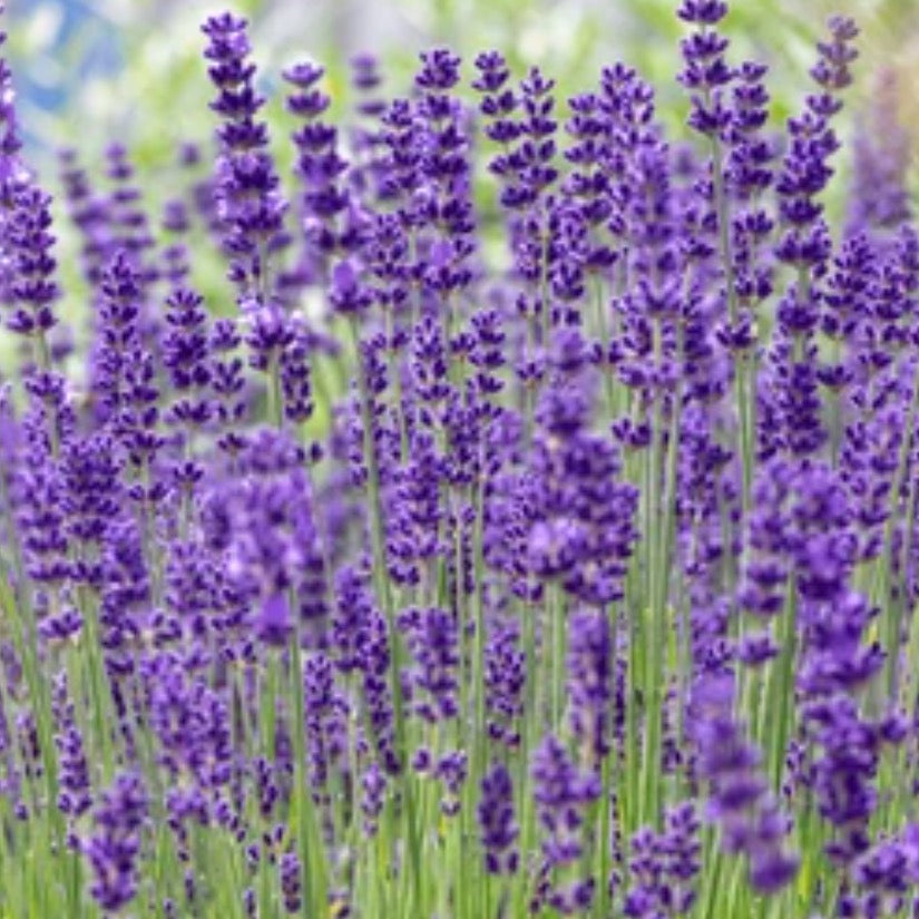 VERA LAVENDER GROWING GUIDE